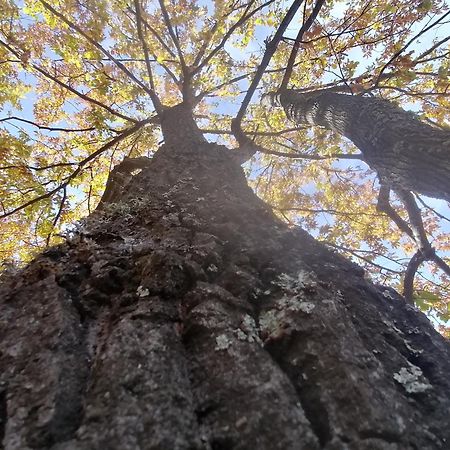 Casandi Ciresu Dış mekan fotoğraf