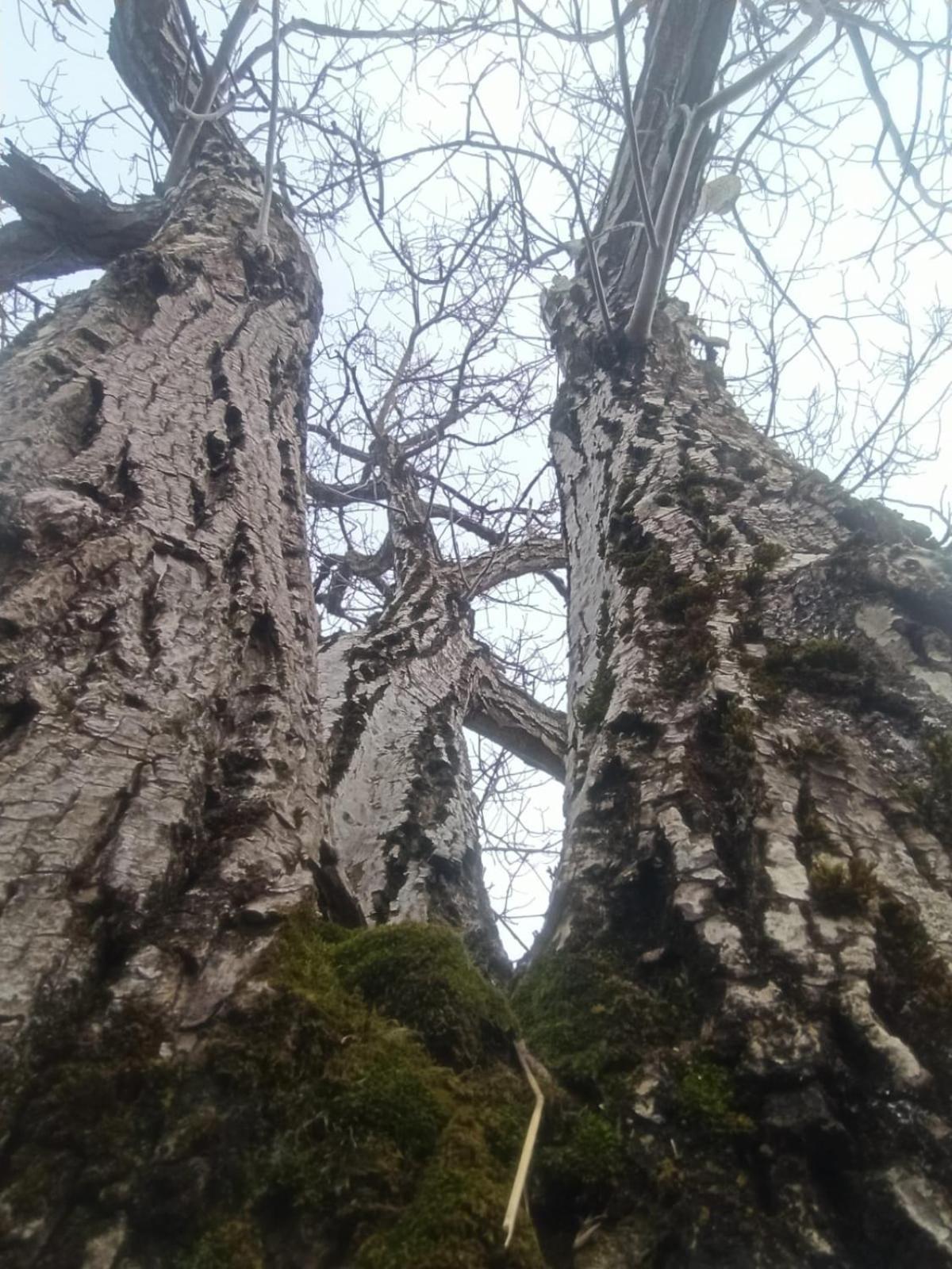 Casandi Ciresu Dış mekan fotoğraf