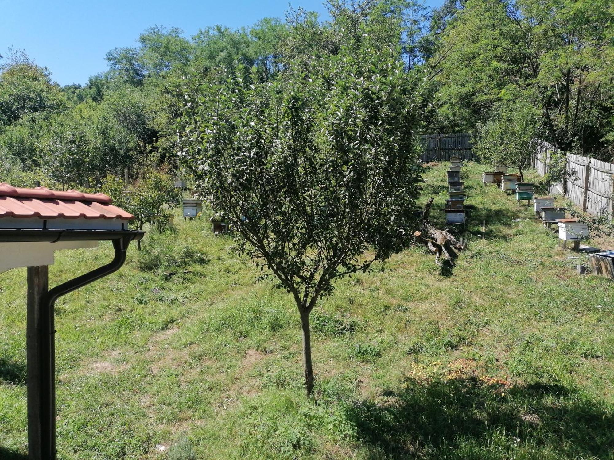 Casandi Ciresu Dış mekan fotoğraf